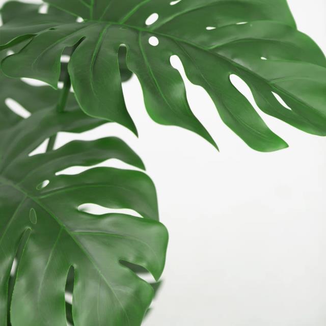 Where to find Monstera Deliciosa Tropical Plant 48 t in Tulsa