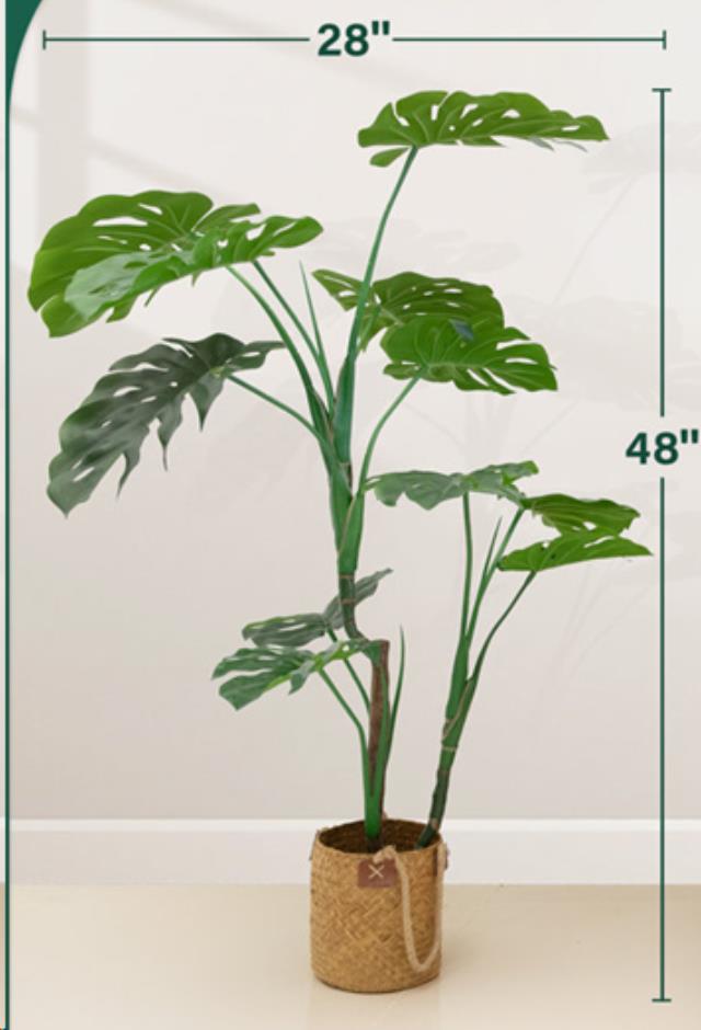 Where to find Monstera Deliciosa Tropical Plant 48 t in Tulsa