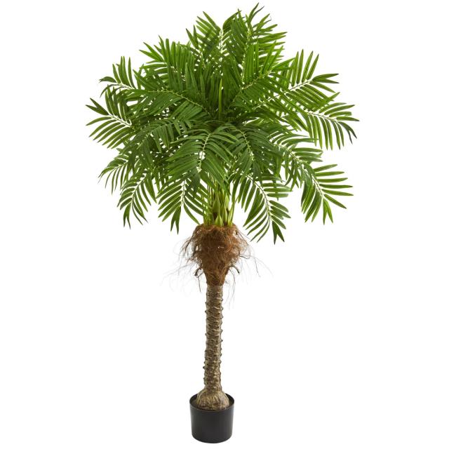 Where to find DT- Bay Isand Palm Tree. 6 in Tulsa