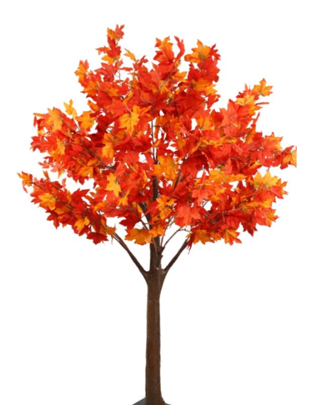Rental store for Autumn Maple Tree, 5.5  tall in Tulsa OK