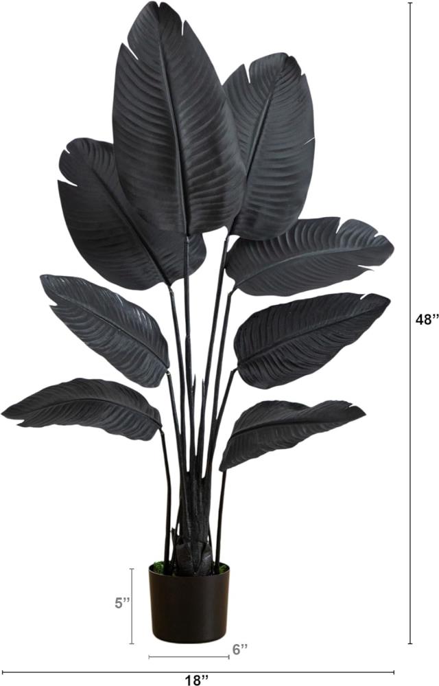 Where to find Black Palm Plant, 4ft in Tulsa