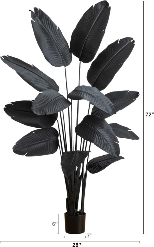 Where to find Black Palm Plant, 6ft in Tulsa