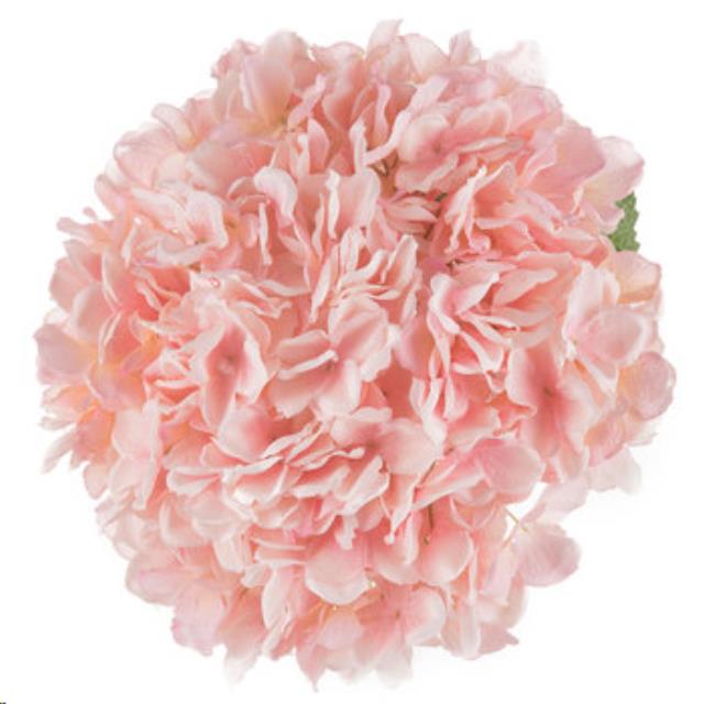 Rental store for Yellow Ranunculus Stem in Tulsa OK