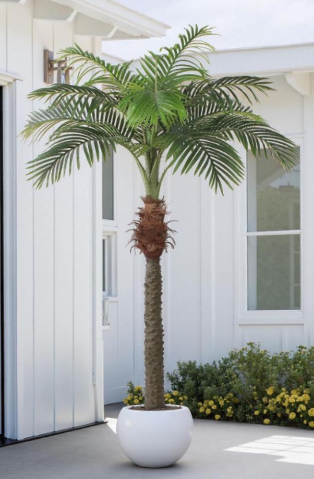 Where to find DT Phoenix Palm Tree, 7ft in Tulsa