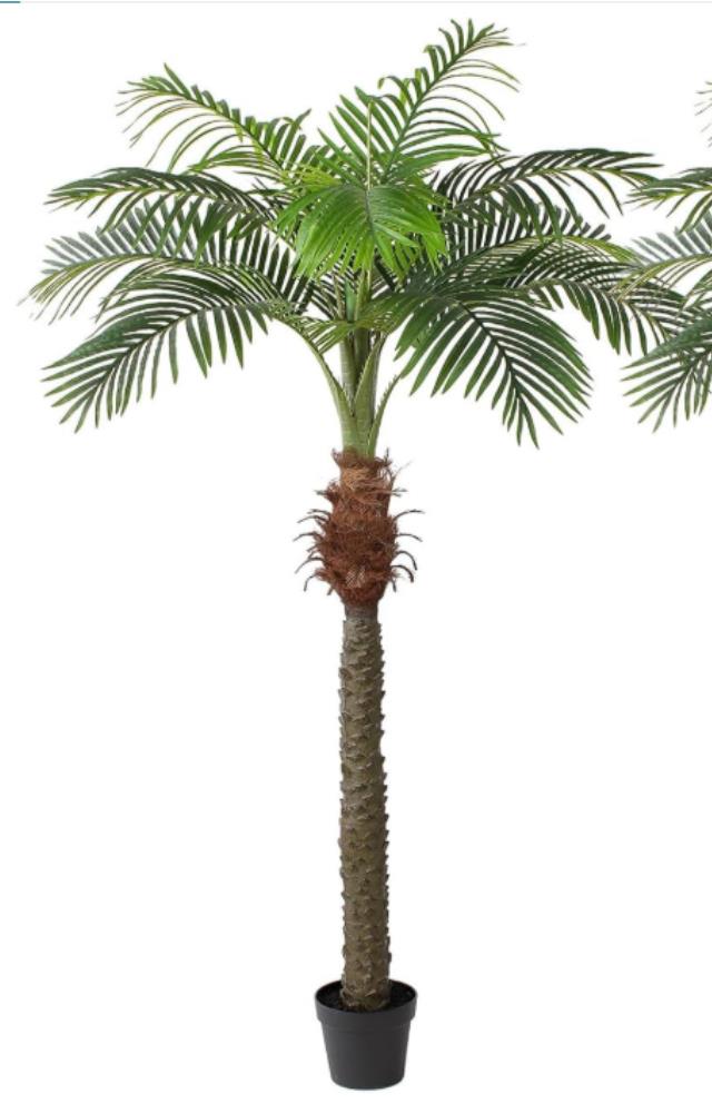Rental store for DT Phoenix Palm Tree, 7ft in Tulsa OK