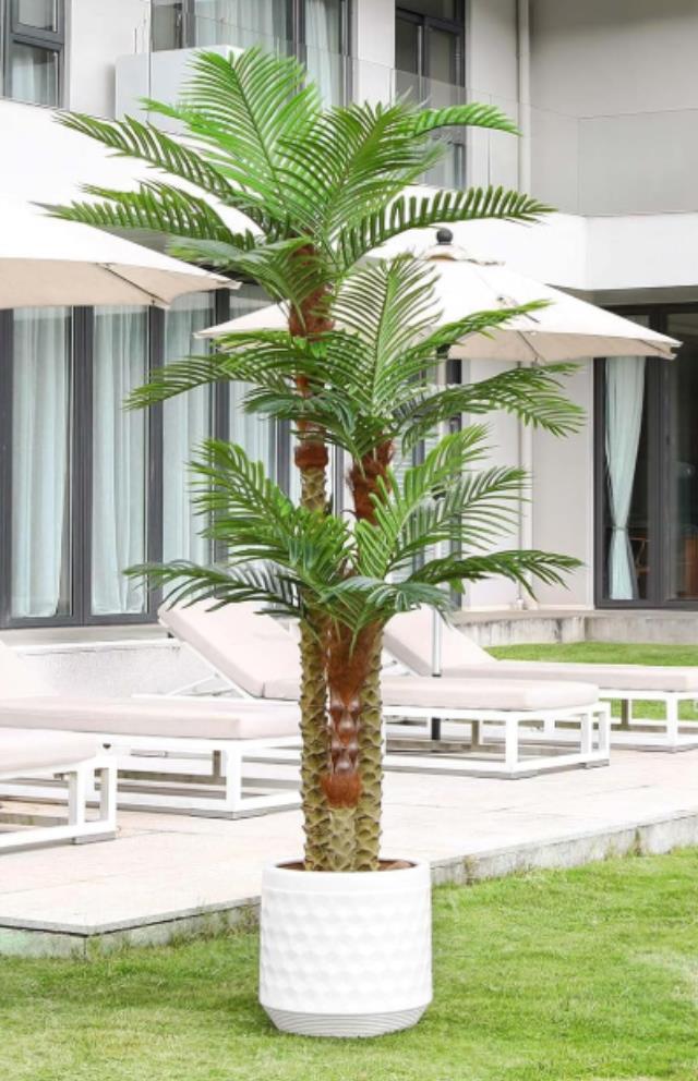 Where to find DT 3 Trunk PalmTree, 8ft in Tulsa