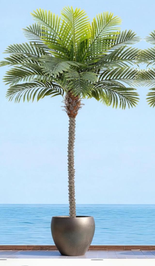 Rental store for DT Phoenix PalmTree, 8.5 ft in Tulsa OK