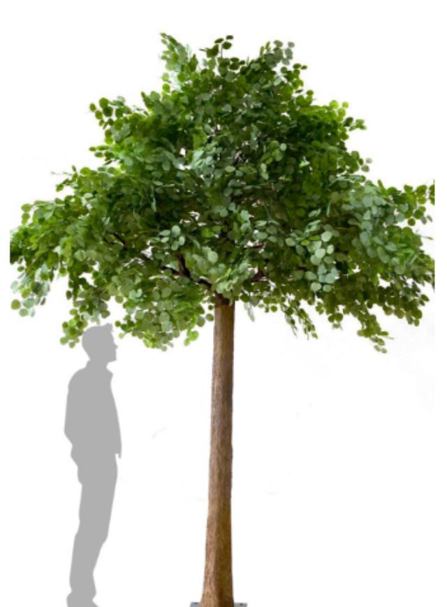 Rental store for DT_Lydia Eucalyptus Tree, 12  tall in Tulsa OK