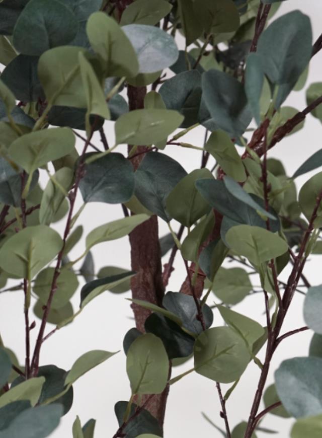 Where to find DT_Lifesize Ficus Tree, 10.5 tall in Tulsa