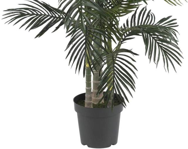 Where to find Golden Cane Palm Tree, 6.5ft in Tulsa