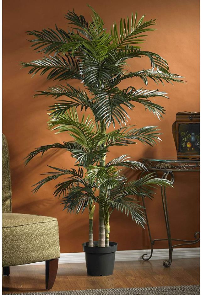 Where to find Golden Cane Palm Tree, 6.5ft in Tulsa