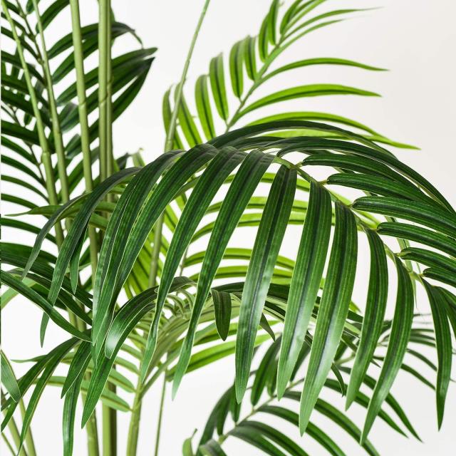 Where to find Areca Palm Tree, 5ft in Tulsa