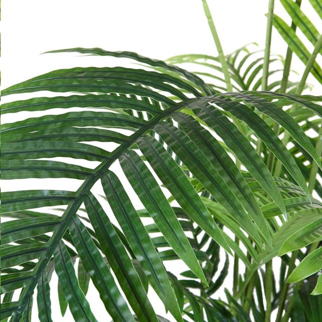Where to find Areca Palm Tree, 5.5ft in Tulsa