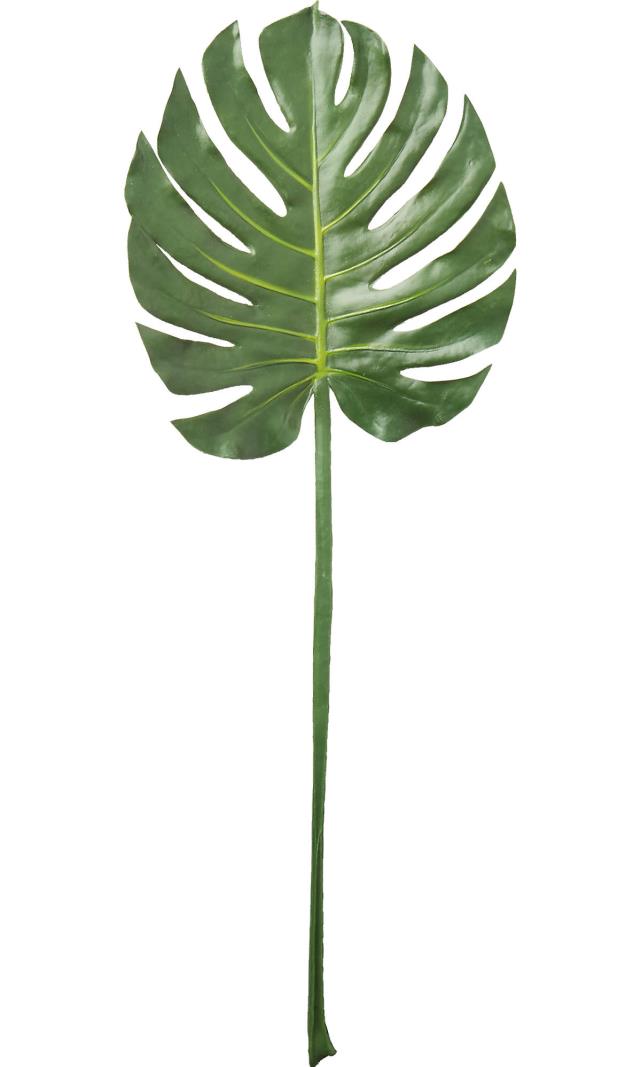 Rental store for Monstera Leaf Stem, extra long in Tulsa OK